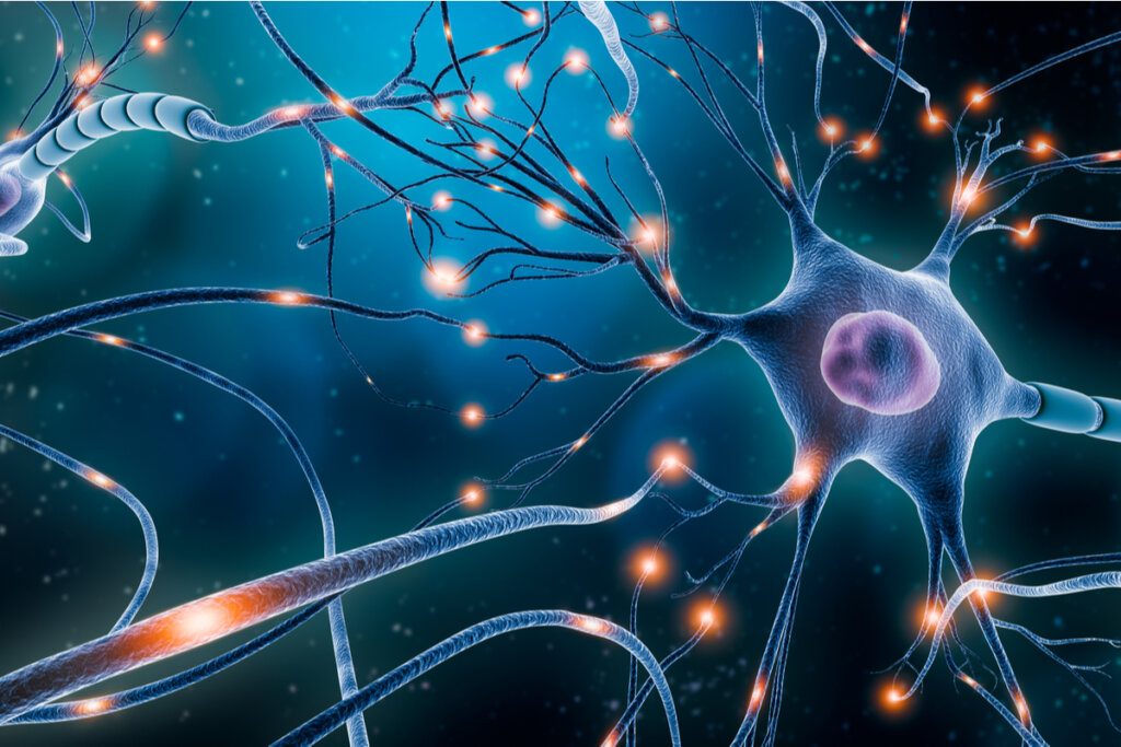 endocannabinoides