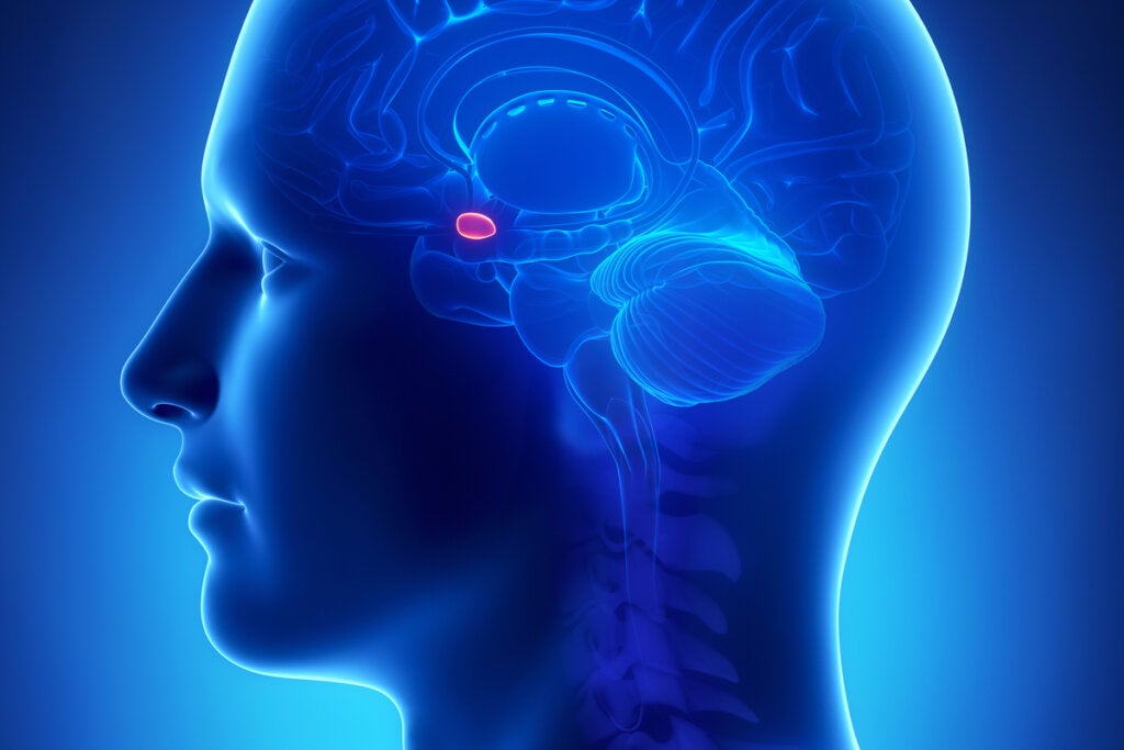 Amígdala iluminada en el cerebro de un hombre representando el origen de la ataraxia