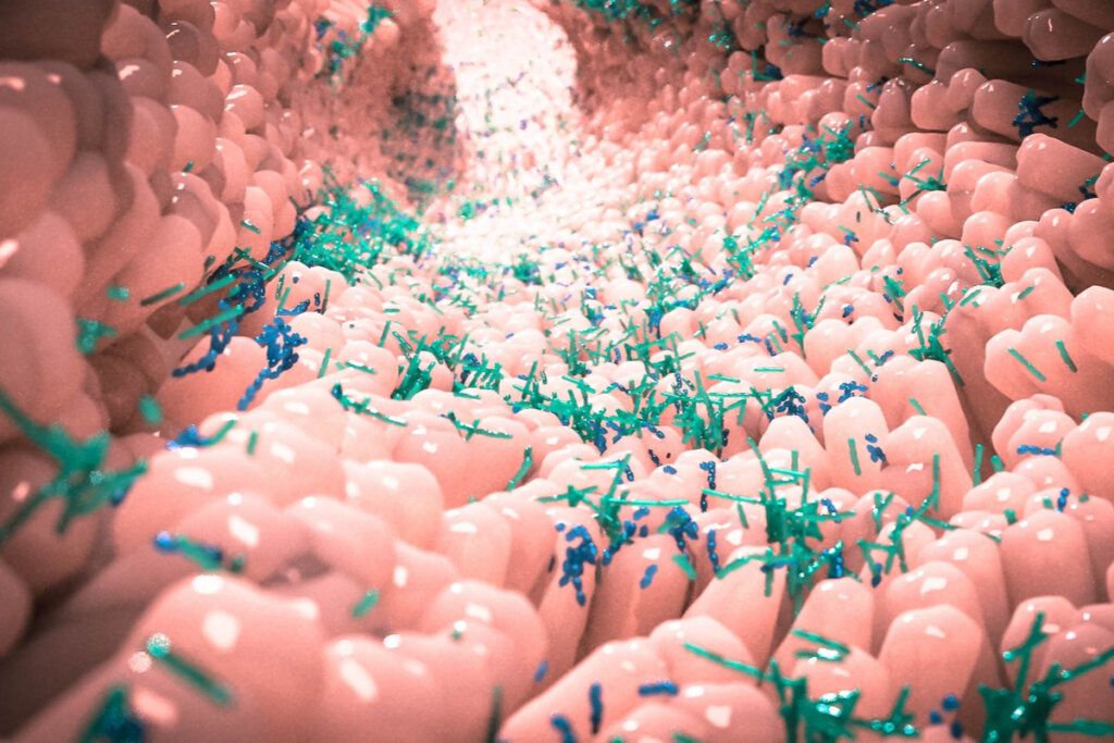 Bacterias de la microbiota