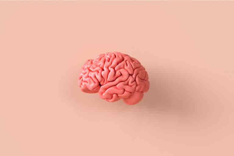 El modelo pedagógico de los cuatro cerebros