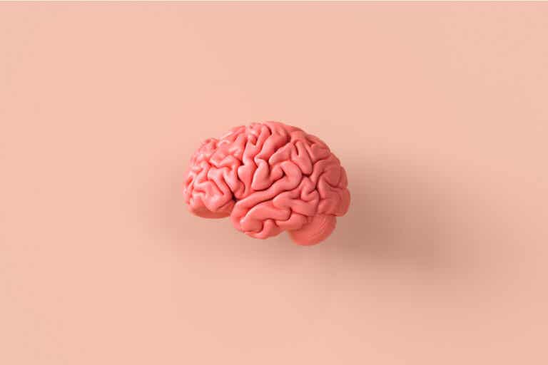 El modelo pedagógico de los cuatro cerebros