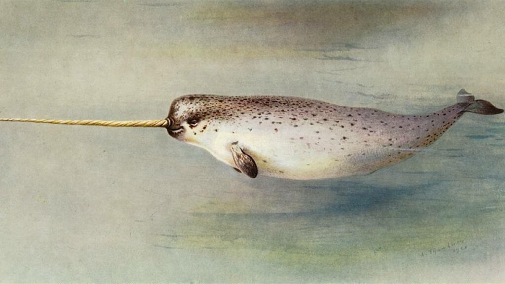 Narwal - Allgemeinwissen