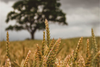 El roble y la espiga: una metáfora sobre la flexibilidad psicológica