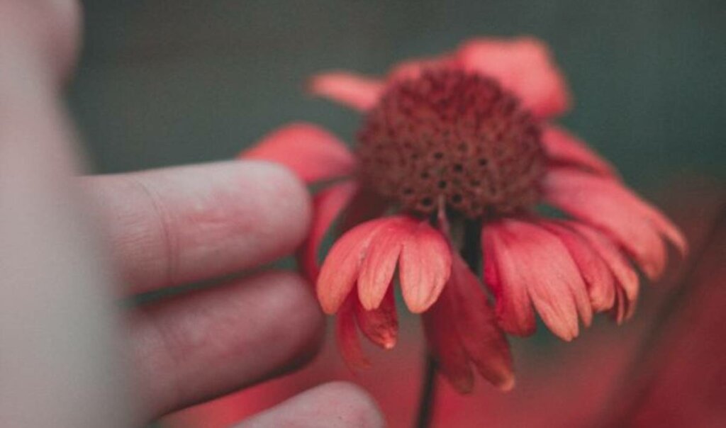 flor roja simbolizando la autoempatía