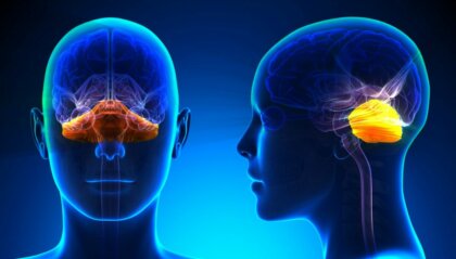 Cerebelo y depresión: ¿qué relación existe?