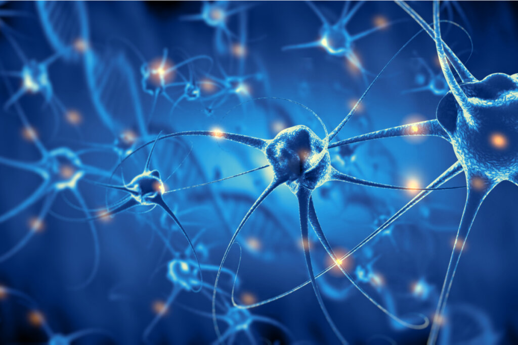 neurones