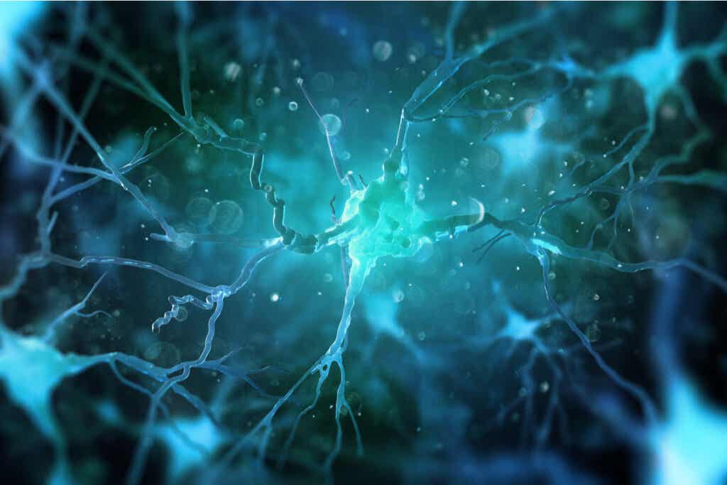 nevrale stamceller for å simulere likheter mellom hjernen og universet