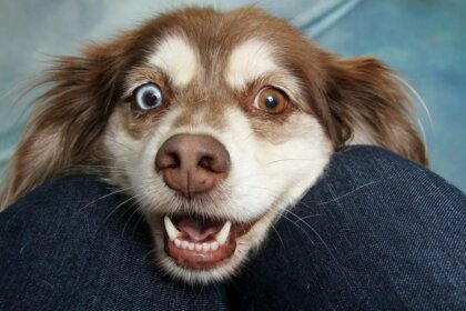 Enseñar a hablar a los perros, la nueva moda