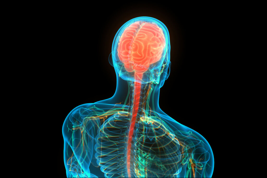 Sistema nervioso central