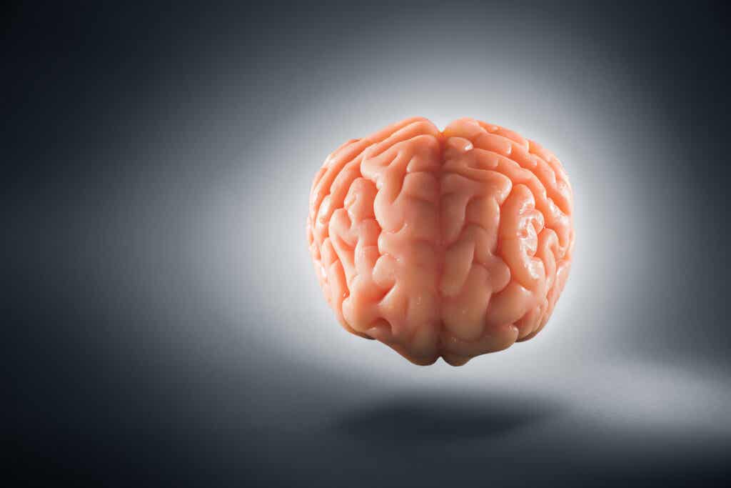 Vista frontale del cervello che rappresenta l'effetto di input.