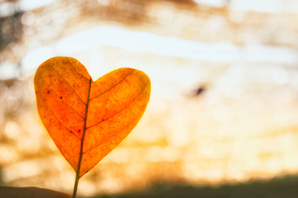 Hoja con forma de corazón