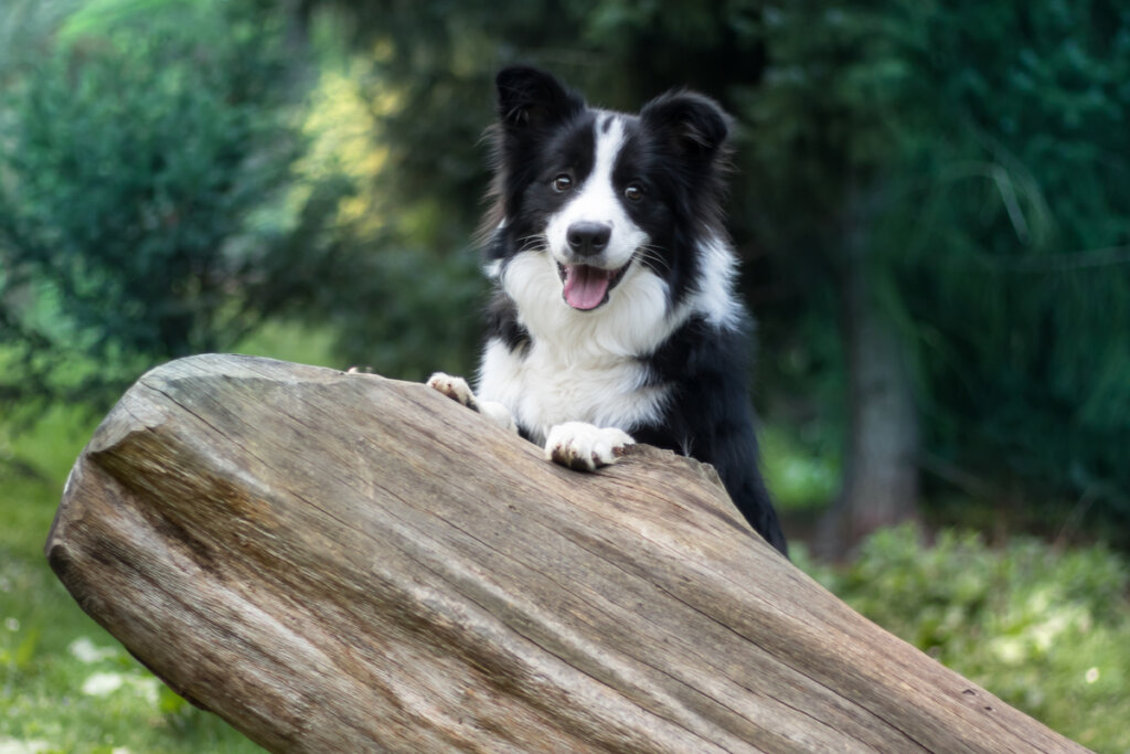Border Collie