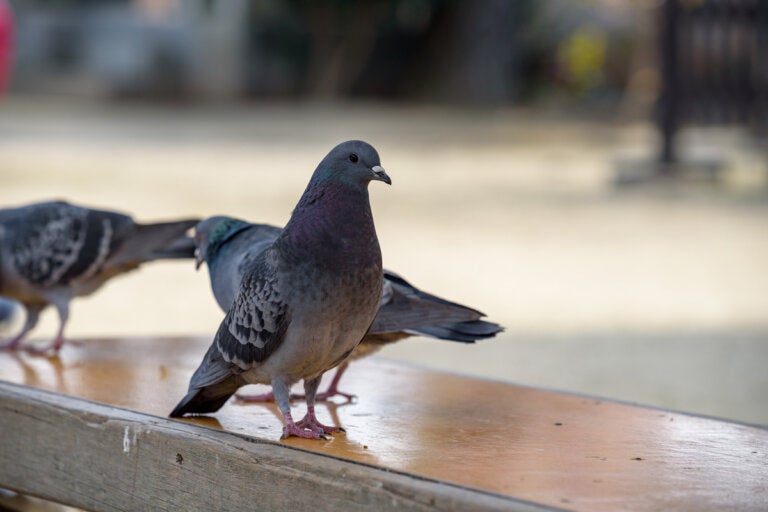 Colombofobia: el pánico a las palomas
