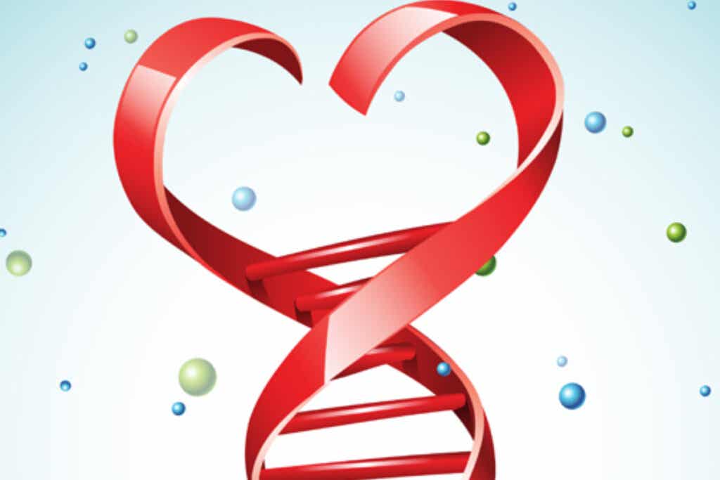 ADN con forma de corazón