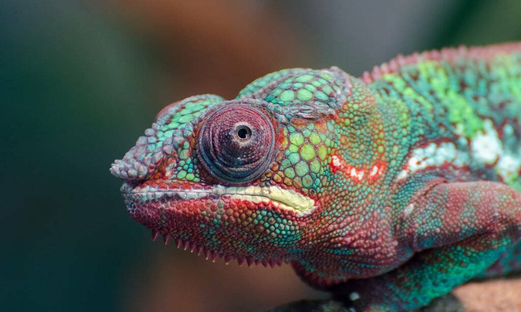 caméléon représentant les leaders les plus efficaces