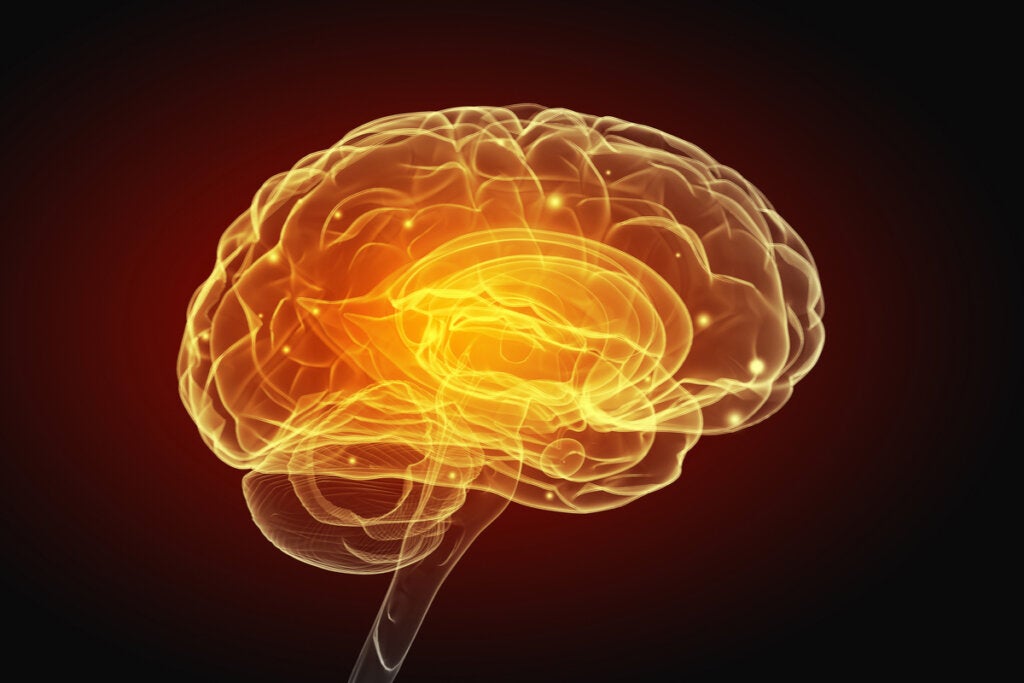 cerebro simbolizando por qué los psicópatas tienen una región cerebral más grande de lo normal