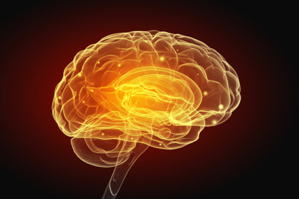 Brain