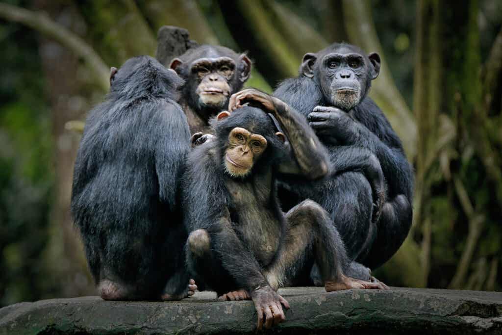 Chimpancés como animales más inteligentes
