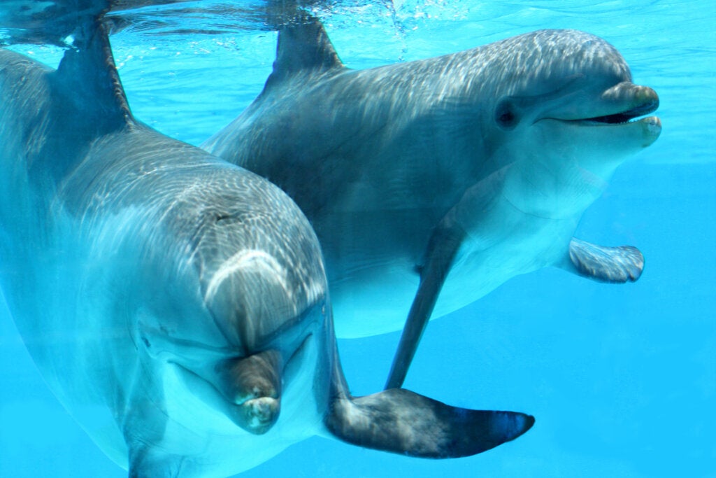 Dolphins, one of the most beautiful animals in the world.