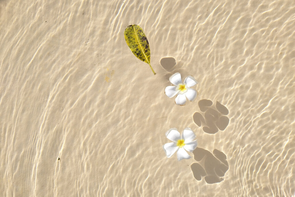 Flores en el agua
