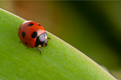 ¿Los insectos sienten dolor?