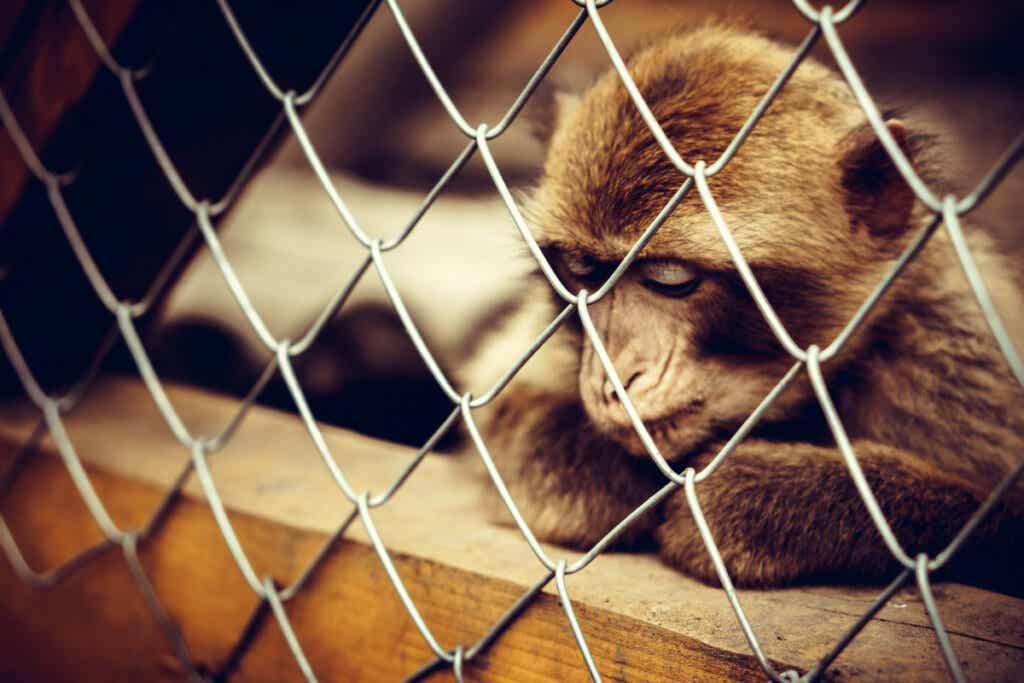 Mono con depresión encerrado en una jaula