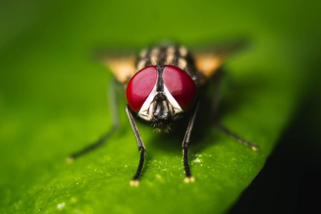 Mosca