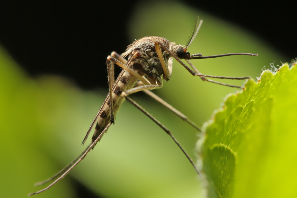 Mosquito