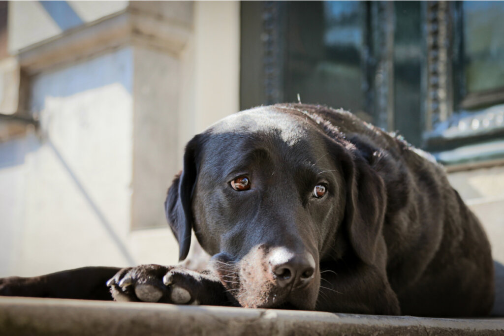 Perro triste y deprimido