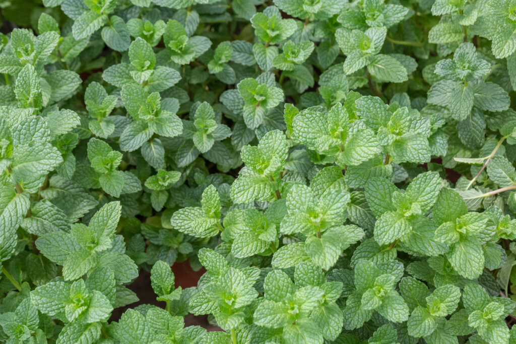Planta de menta poleo