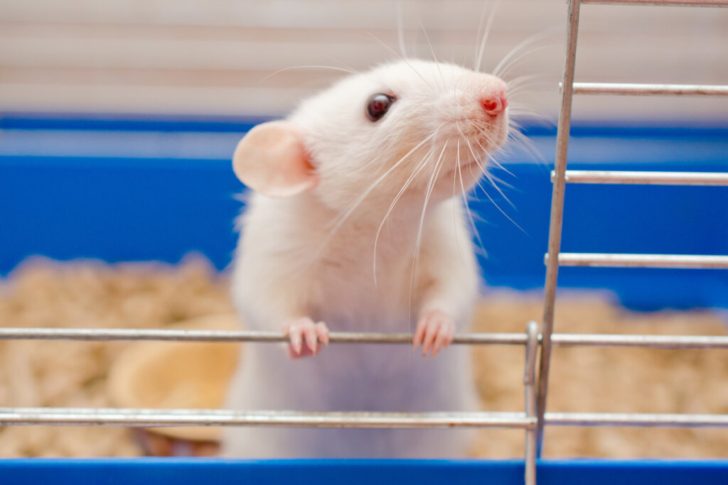 Rato em uma gaiola de laboratório