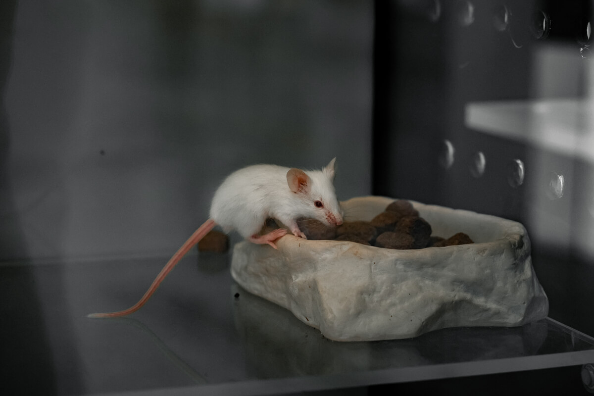 ¿Qué es el contrafreeloading?