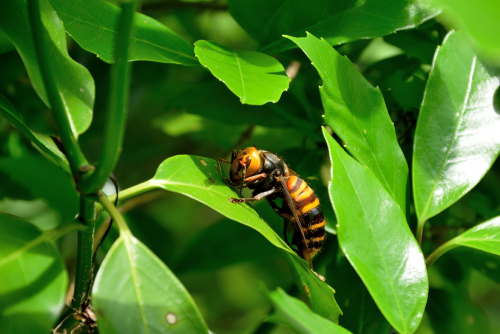 Asian giant hornet, one of the most dangerous animals in the world.