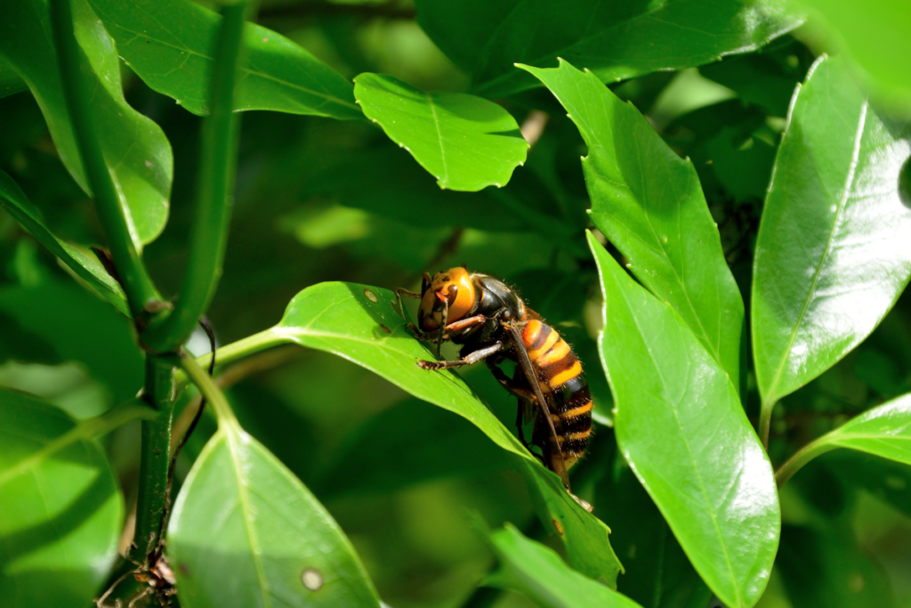Avispón gigante asiático