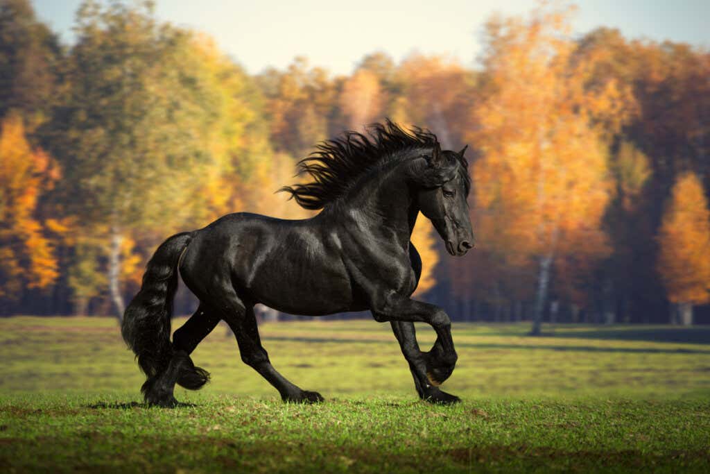 11 maailman kauneinta eläintä: Friisiläinen hevonen.