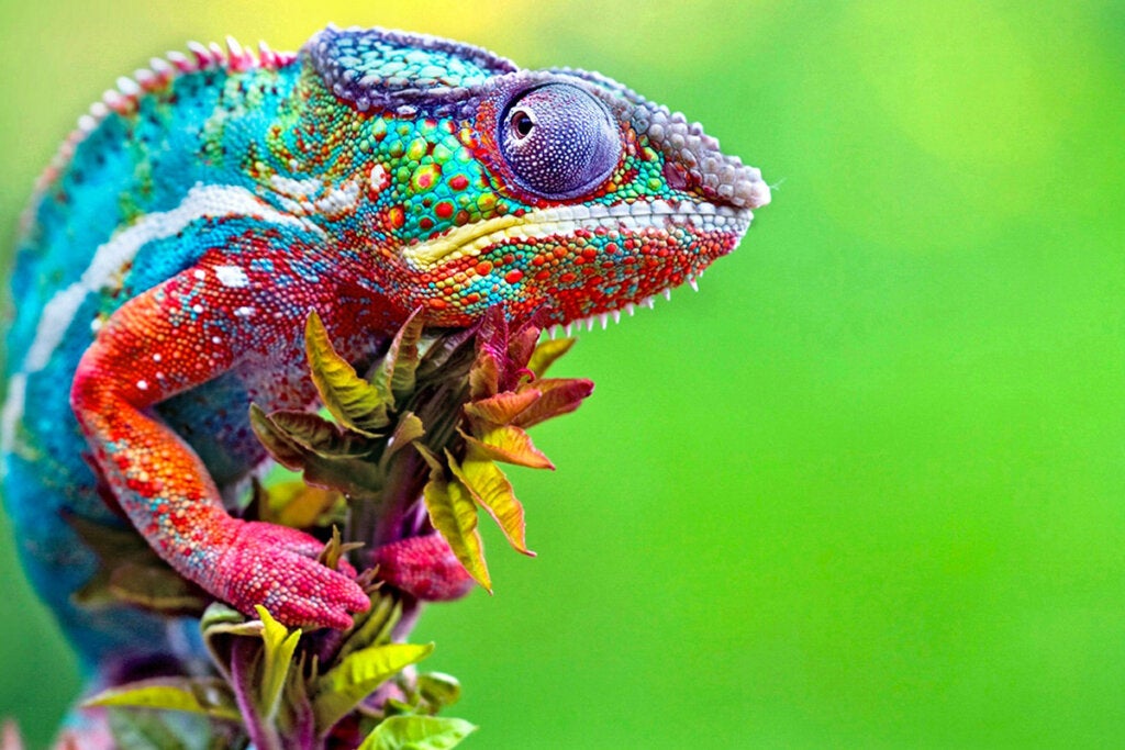 Camaleão colorido