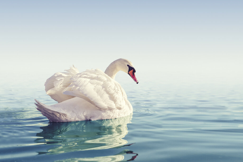 White Swan, one of the most beautiful animals in the world.