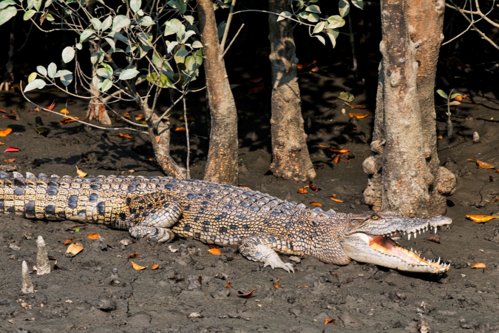 Krokodyl różańcowy, jedno z najniebezpieczniejszych zwierząt na świecie.