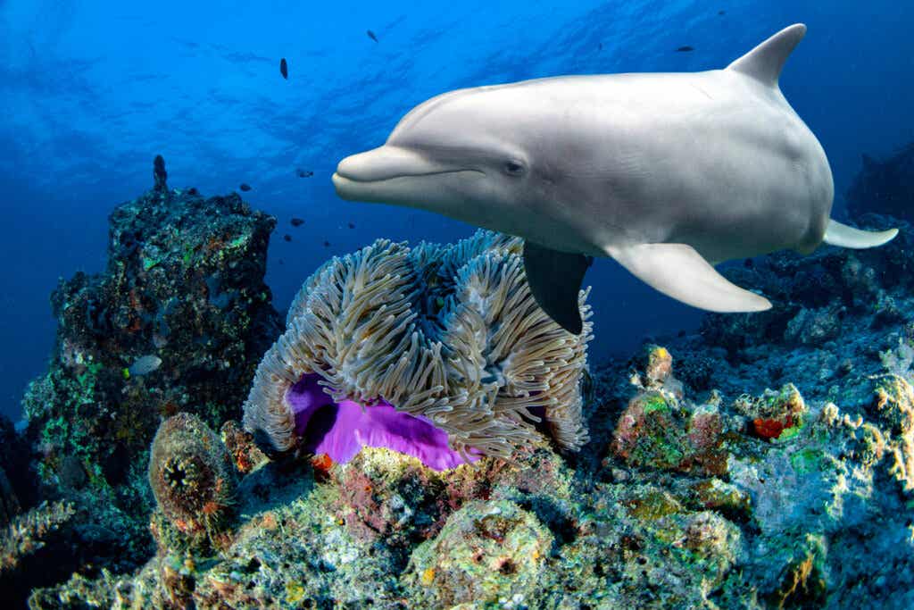 Delfín con corales