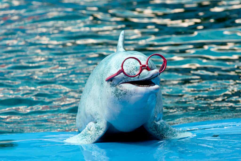 Delfín con gafas