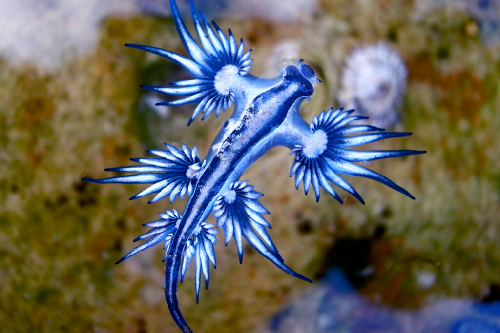 Blue Dragon