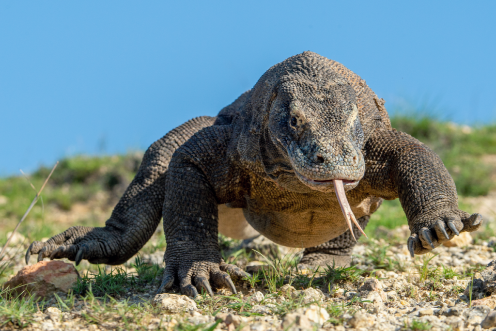Komodo Ejderhası