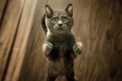 ¿Qué significa soñar con gatos?