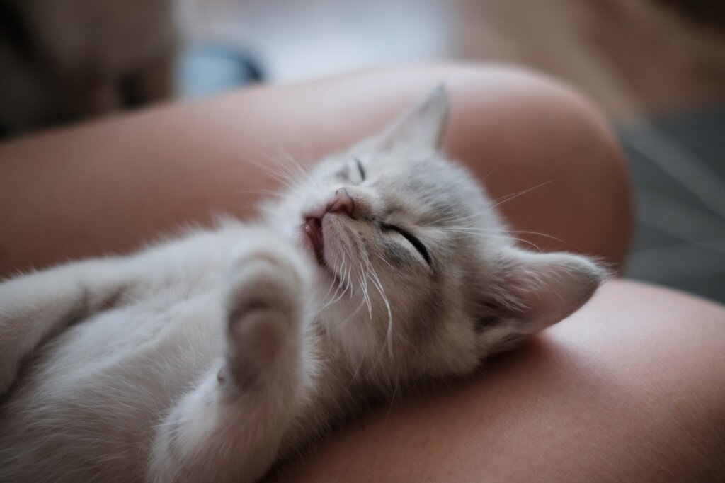 Chat sur les jambes d'une personne