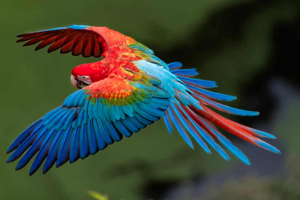 Macaw, et av de vakreste dyrene i verden.