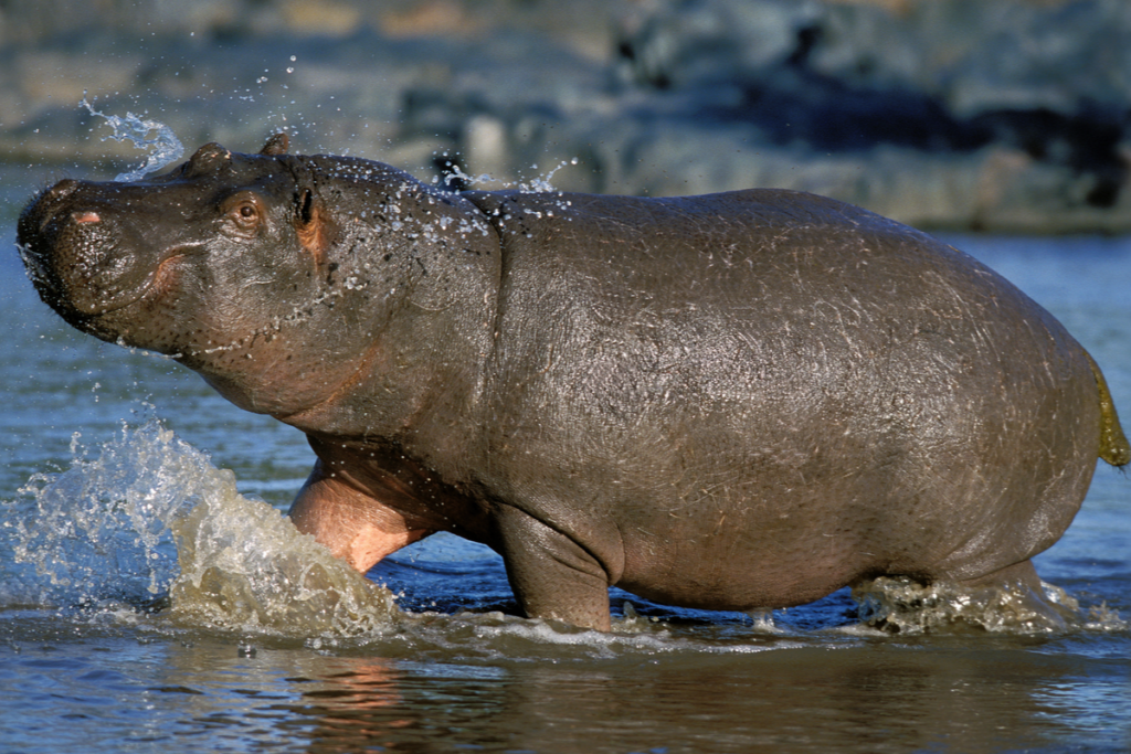 Hippopotamus, one of the most dangerous animals in the world.