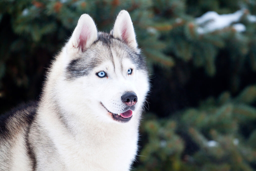 Husky