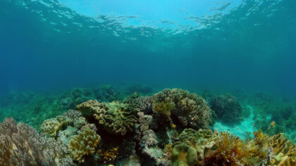 Los 11 animales más raros del mundo