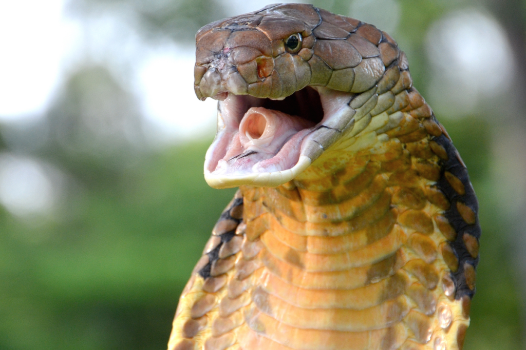 Ophiophagus hannah