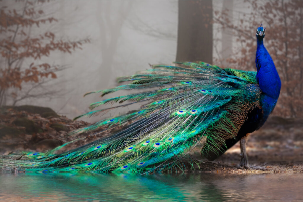 Los 11 animales más bonitos del mundo